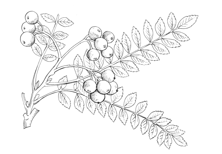 Sorbus vilmorinii