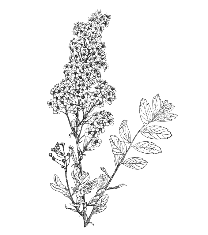 Spiraea media