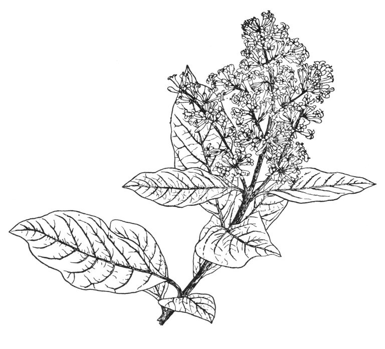 Syringa emodi