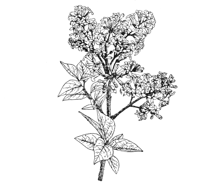 Syringa julianae