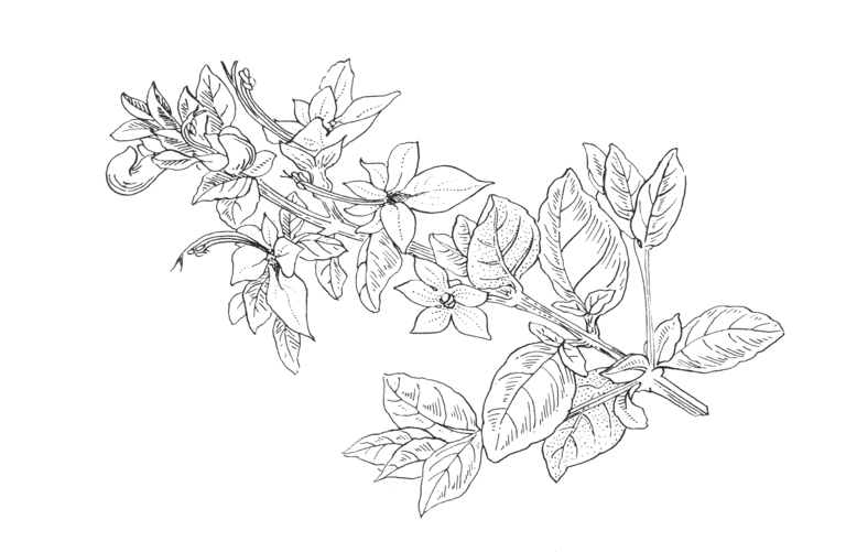 Teucrium fruticans
