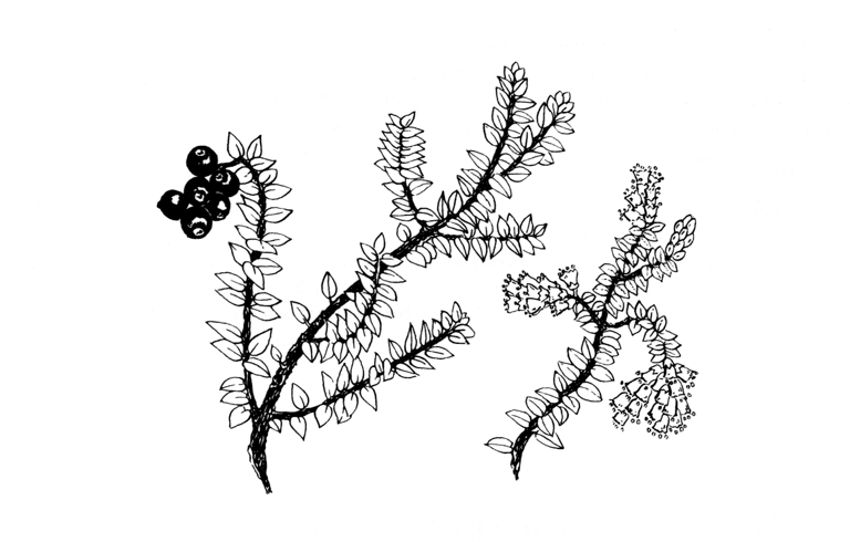 Trochocarpa thymifolia