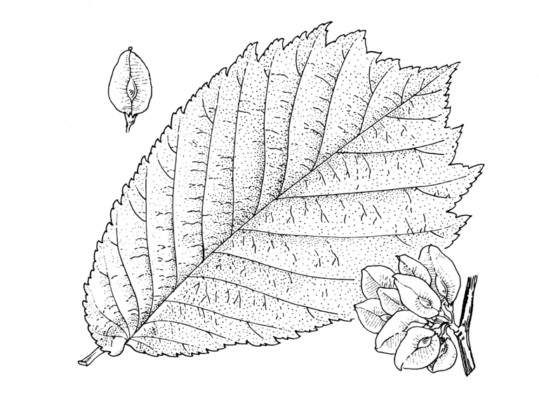 Ulmus glabra