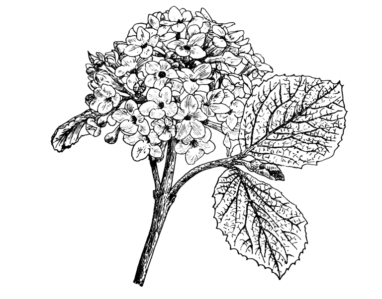 Viburnum carlesii