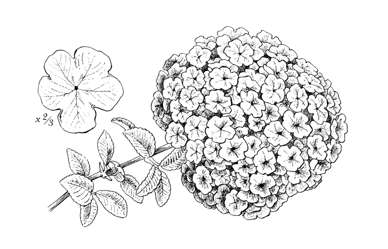 Viburnum macrocephalum