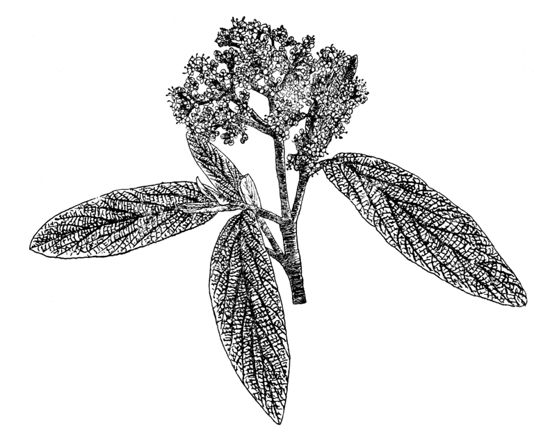Viburnum rhytidophyllum