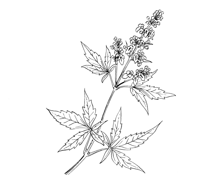 Vitex negundo