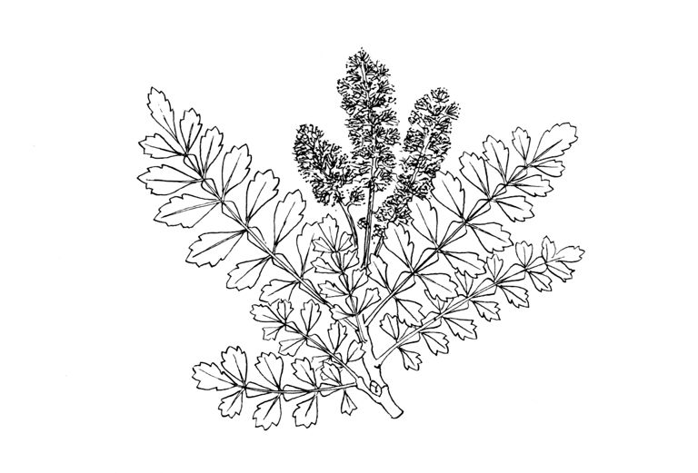Weinmannia trichosperma