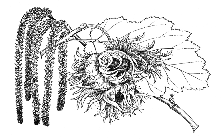 Corylus colurna