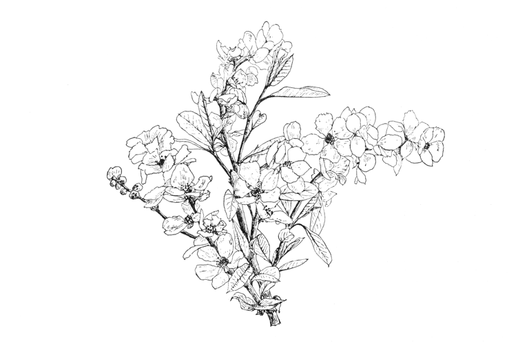 Exochorda × macrantha
