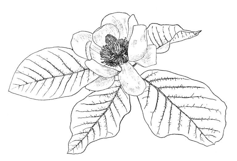 Magnolia × watsonii