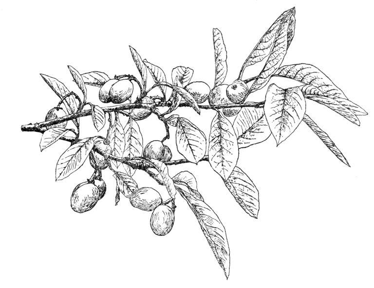 Osmaronia cerasiformis