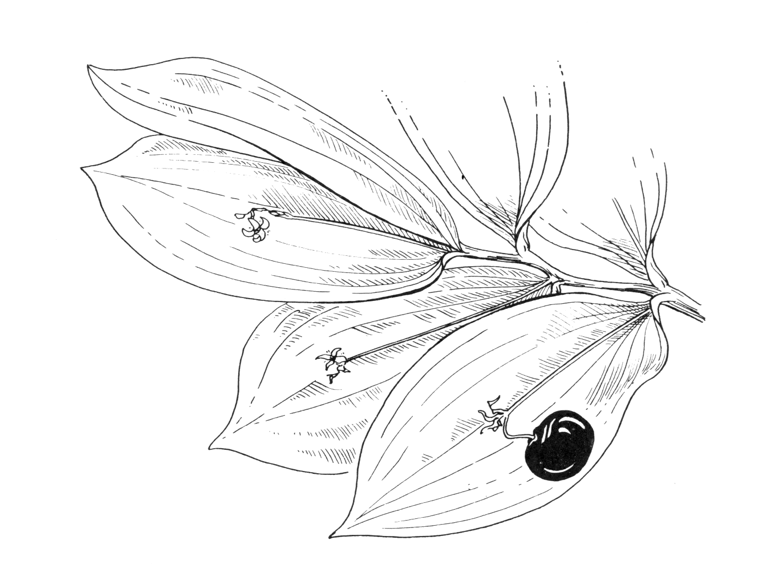 Ruscus hypoglossum