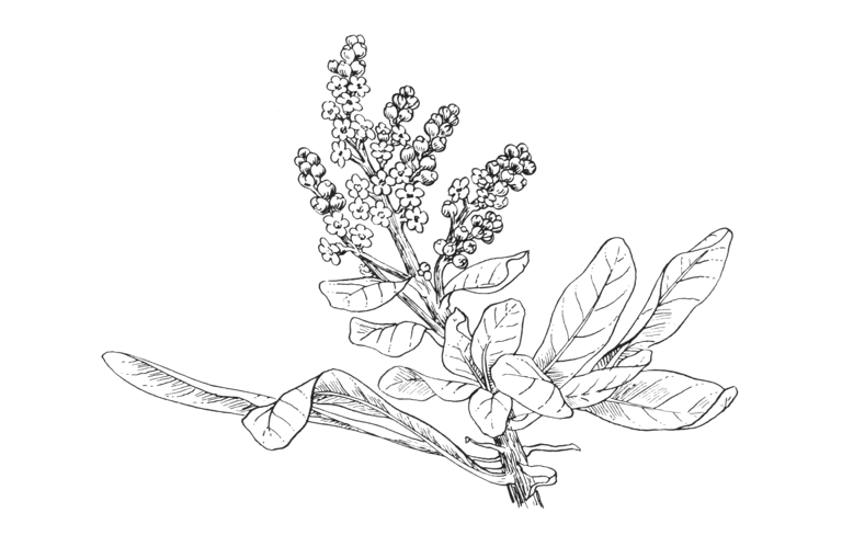 Sibiraea laevigata